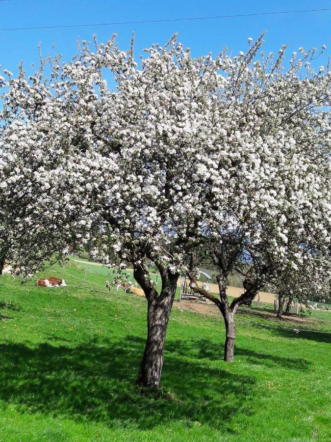 Ferienwohnungen Klimbacher Wolfsberg Ngoại thất bức ảnh